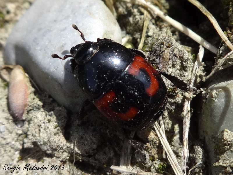 Hysteridae
